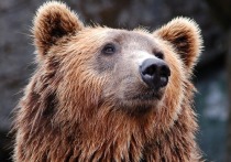 Стали известны подробности гибели подростка на Камчатке, которого в минувший понедельник, 5 ноября, задрал медведь