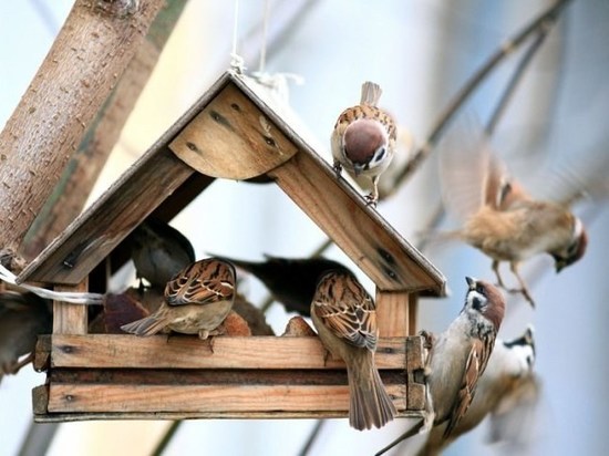 В Ульяновском кукольном театре откроют кафе для птиц