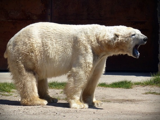 20 белых медведей окружили чукотское село