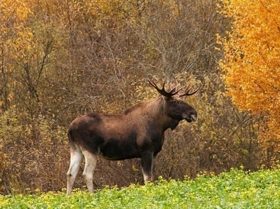 Сезон охоты на лосей стартует в Чувашии 10 ноября