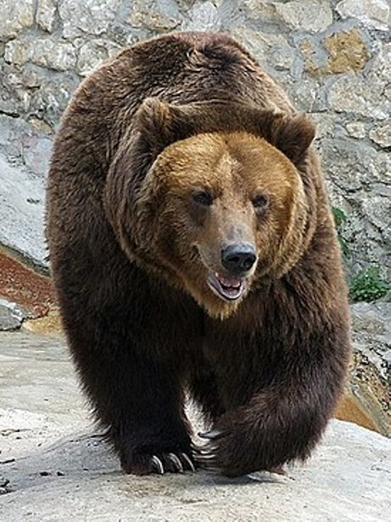 В Алапаевске медведь откусил пьяной женщине кисть