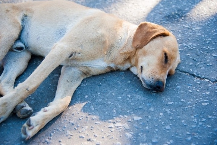Видео собака в обмороке