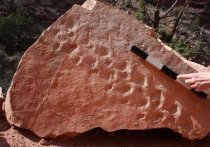 Группа американских учёных, представляющих Университет Невады в Лас-Вегасе, нашли на территории Большого Каньона в штате Аризона 28 отпечатков древних рептилий