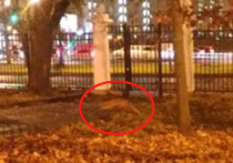 В парке около МГУ на Воробьевых горах вечером в пятницу, 9 ноября, бегала рыжая лиса, сообщила наш корреспондент