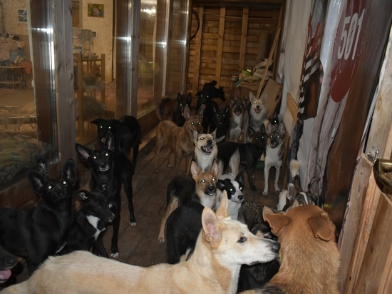 В одном из кировских домов живут более полусотни собак