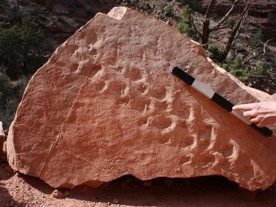 Отпечатки были оставлены 310 миллионов лет назад