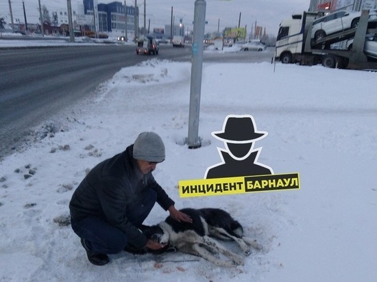 Барнаульцы спасли сбитую на дороге собаку