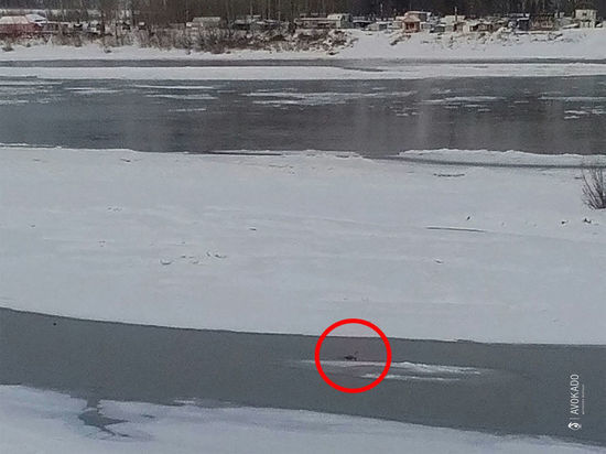 На поверхности Томи в Кемерове заметили серого лебедя