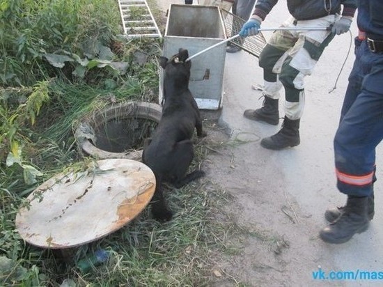 В Ульяновске спасатели помогли крупной дворняге выбраться из колодца