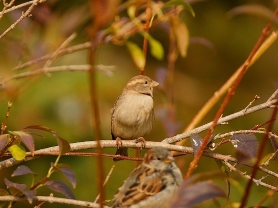 Ученые-орнитологи нашли новую птицу – гибрид трех видов