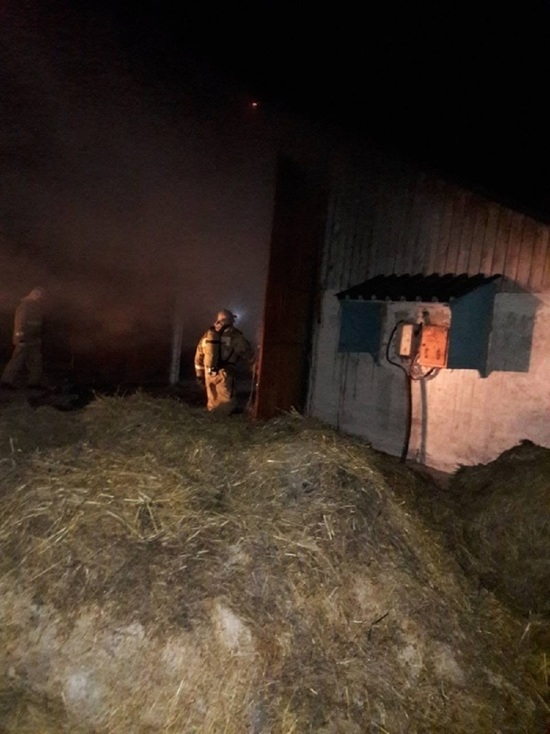 Почти два десятка животных сгорели в пожаре в совхозе Козельска