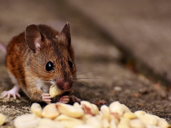 В Оренбуржье 89 человек заболели мышиной лихорадкой