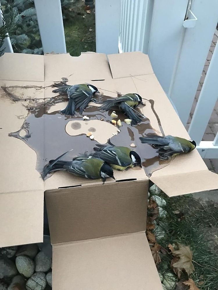 Невероятное спасение синичек: орнитологи освободили птиц, угодивших в ловушку для крыс
