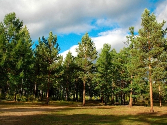 В Орловской области увеличат финансирование лесного хозяйства
