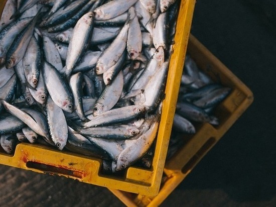 В Оренбуржье выявлена рыба с чрезмерным содержанием глазури