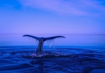 В Индонезии представители местного отделения Всемирного фонда дикой природы изучили выброшенную на берег тушу кита, в желудке которого оказалось около шести килограммов пластика