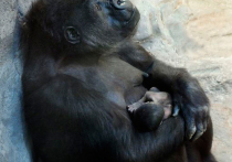 В семье равнинных горилл в Московском зоопарке — радостное событие: у самки Киры и самца Визури родилась дочка