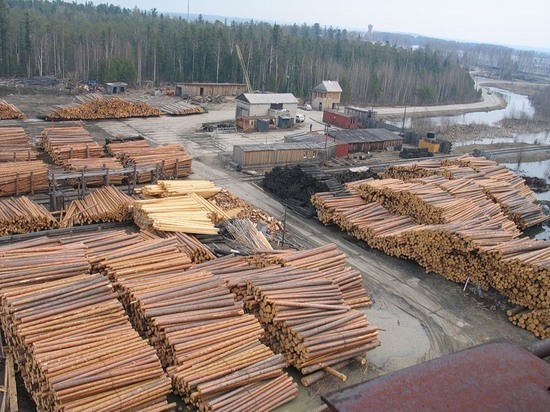 В Кировской области экс-директор лесопилки отправится в колонию на 2 года за рубку чужого леса на 1,8 миллиона рублей