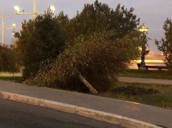 В центре Астрахани автомобилист сбил дерево и скрылся