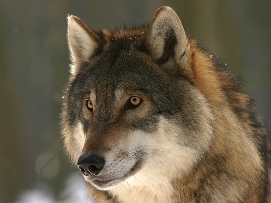 В Таштагольский район пришли волки