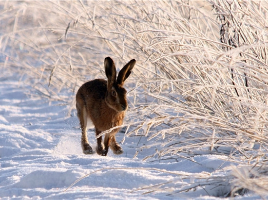 В Чувашии продолжается сезон охоты на зайцев