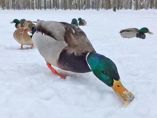 Суксун утка фото