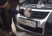 Автолюбитель приехал в Тисуль из кузбасской столицы и обнаружил в своем автомобиле "зайца" - котенка, который залез внутрь погреться