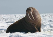 Минувший год оказался непростым для моржей, обитающих на острове Колючин на Чукотке