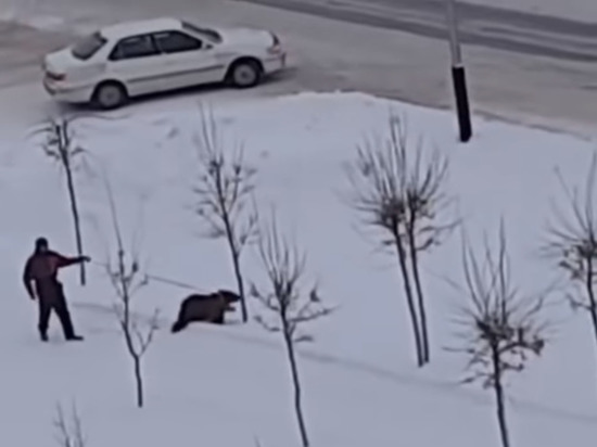Мужчина выгулял медведя на поводке в Прокопьевске