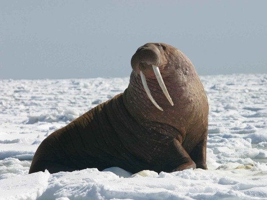 Все дело в плохо замерзшем море, из-за чего животным приходится много двигаться в поисках еды