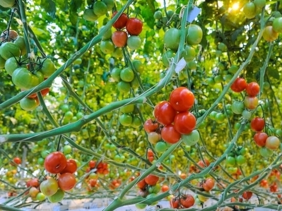 Волгоградские аграрии выращивают овощи в «умных» теплицах