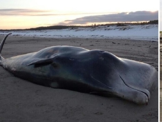 Учёные заинтересовались смертью необычного для Белого моря кита