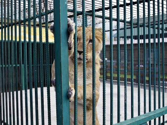 Глава города отозвался на просьбу девочки благоустроить зоопарк для питомцев