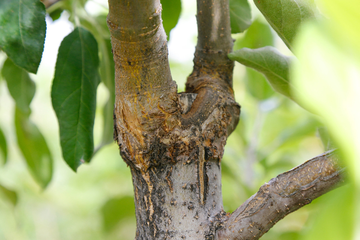 Сажистый грибок на коре яблони. Кербовка плодовых деревьев. Пятна на плодовых деревьях. Морозобоины на яблонях. Сажистый грибок на коре яблони.