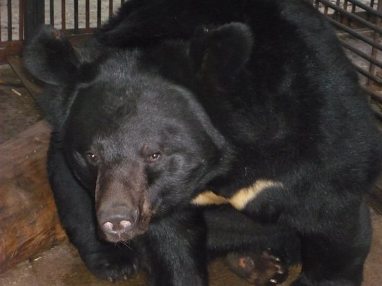 Один из трех медведей тамбовского зоопарка не впадает в зимнюю спячку