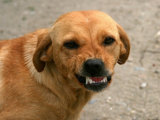 На женщину в одном из районов Карелии напала свора собак