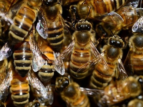 Горшок без меда: советник главы Бурятии высказался о сохранении породы бурятской пчелы