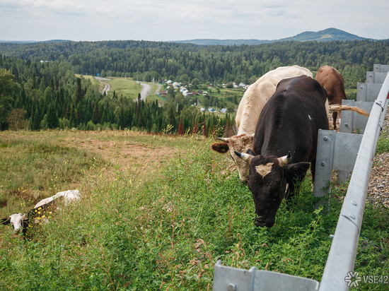 Власти Кузбасса увеличат поддержку молочного животноводства