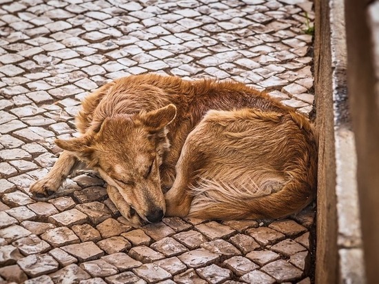 Петрозаводская мэрия обнаружила места подкормки бездомных собак