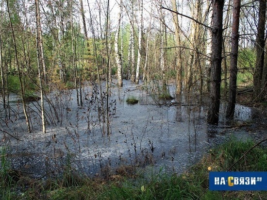 Директора новочебоксарского полигона ТБО осудят за 40-миллионный ущерб природе