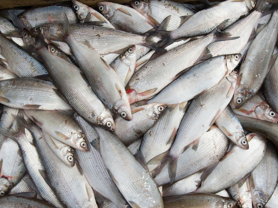 В ямальском поселке в 2020 году запустят ещё один рыбозавод