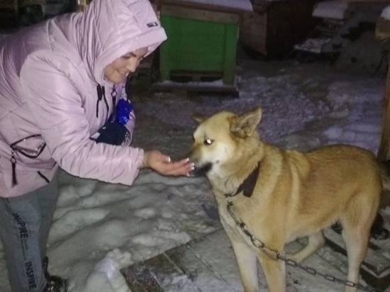 Активисты передали в приют для животных около 1,5 тонны кормов