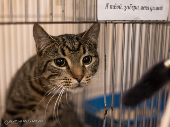 Мимимишные коты: Петрозаводский приют для животных провёл выставку-раздачу животных