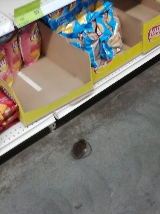 Бийчанку напугали мыши в продуктовом магазине