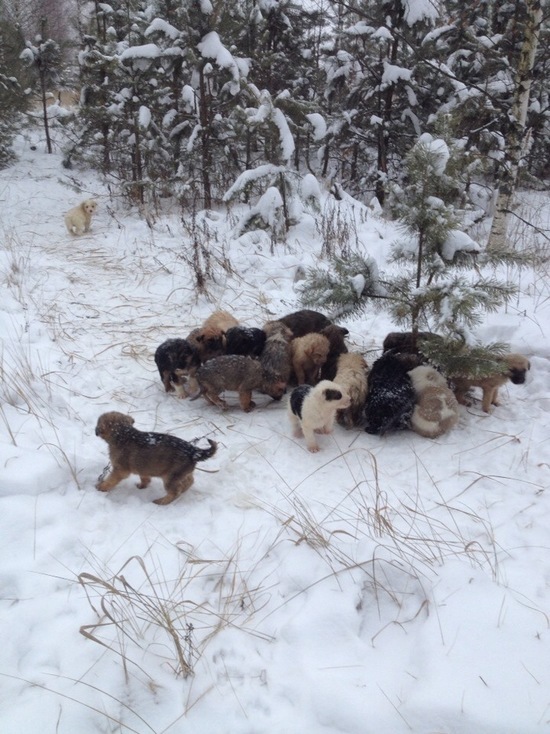 Более 20 выброшенных щенков нашли в лесу под Рязанью