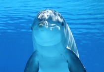 Содержащимся в неволе дельфинам интересно смотреть телевизор, утверждают американские зоологи Келли Уиншип и Холли Эскелайнен