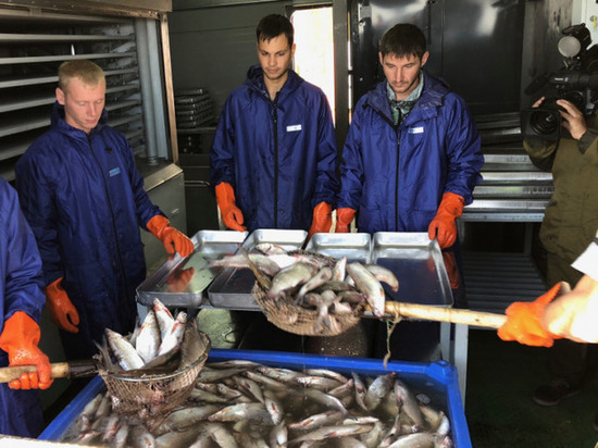 Собский рыбозавод на Ямале увеличит выпуск муксуна в пять раз