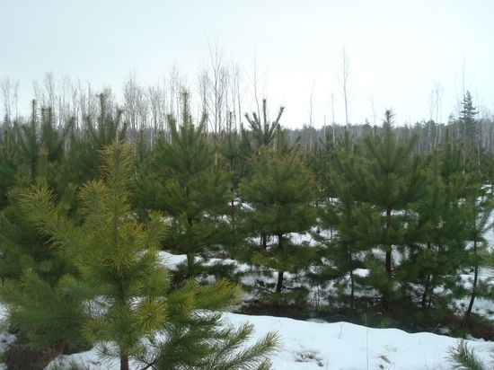 Тамбовские лесоводы заготовят 30 тысяч новогодних елок