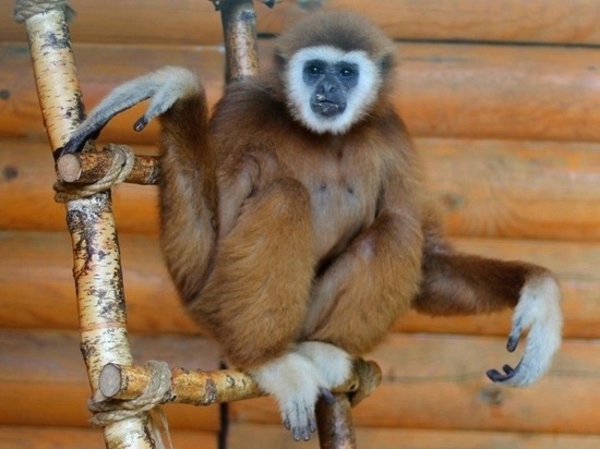 Зоопарк «Лимпопо» дарит скидку родившимся в год обезьяны