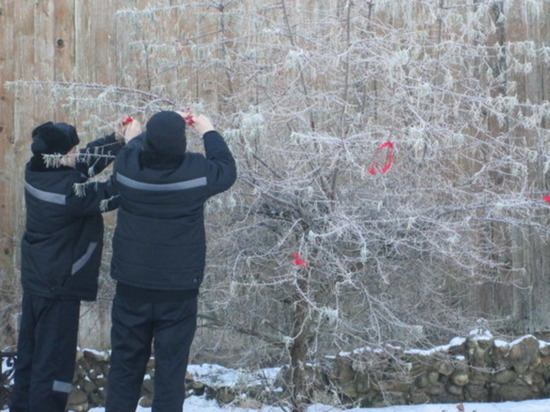 Заключенные в Смоленской области повязали на дерево красные ленты